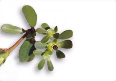 Quelle est cette salade ?