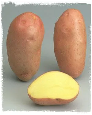 Quelle est cette pomme de terre ?