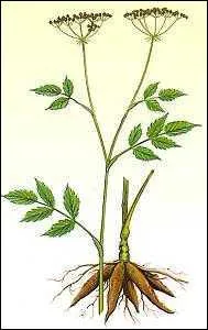 Quel est ce tubercule ?