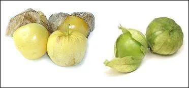 Quelle est cette tomate ?