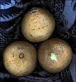 Quel est ce lgume-racine ?