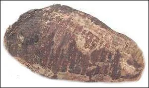 Quel est ce tubercule ?