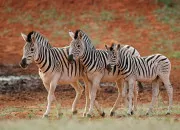 Quiz Les animaux en images !(1)