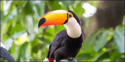 Quel est cet animal ?