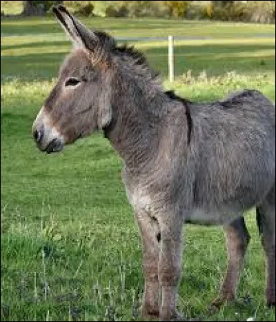 Quel est cet animal ?