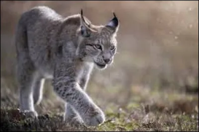 Quel est cet animal ?
