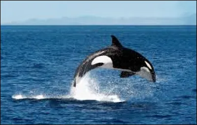 Quel est cet animal ?