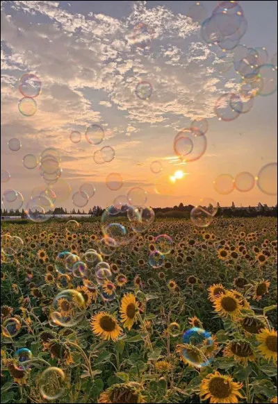 Les bulles de savon sont-elles parfaitement rondes ?