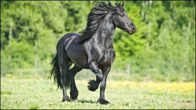 Comment s�appelle le cheval de Zorro ?