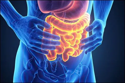 L�estomac dig&egrave;re uniquement les aliments solides.