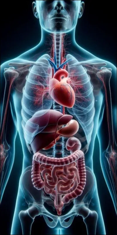 Le corps humain contient plus de bact&eacute;ries que de cellules humaines.