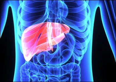 Le foie est capable de se r&eacute;g&eacute;n&eacute;rer partiellement.