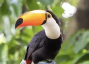 Quiz Quel est cet animal ?