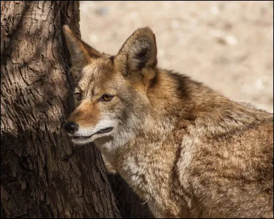 Est-ce un loup ou un coyote ?