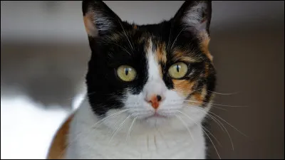 Est-ce un chat &eacute;caille de tortue ou un chat isabelle ?