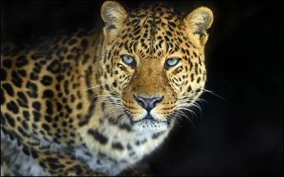 Quel est l�animal sur l�image ?