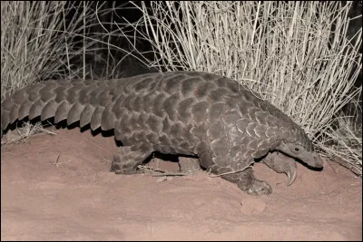 Est-ce un tatou ou bien un pangolin ?
