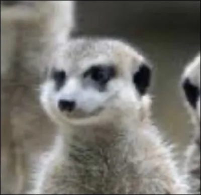 Est-ce un l&eacute;murien ou un suricate ?