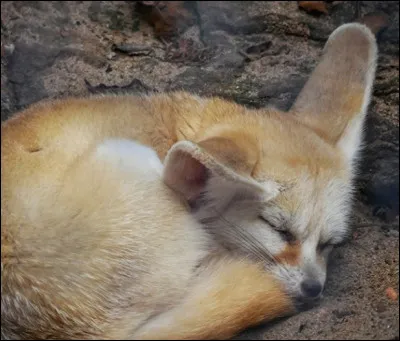 Quel est cet animal ?