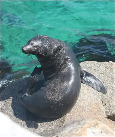 Est-ce un phoque ou une otarie ?