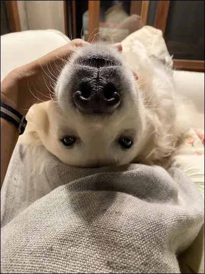 Aimes-tu les animaux ?