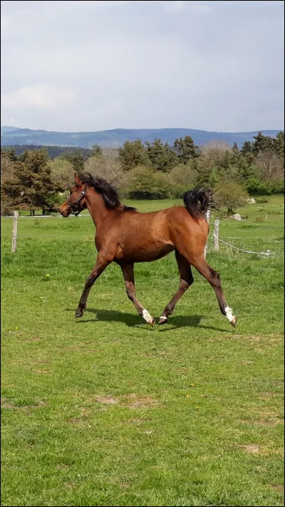 Le tr&egrave;s beau cheval en photo est :