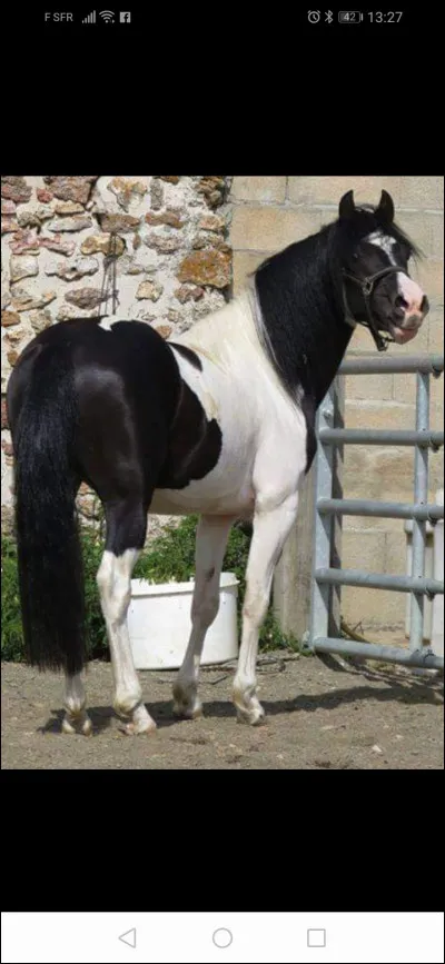 Un cheval noir et blanc se nomme :