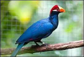 Comment se nomme cet oiseau vivant dans les for&ecirc;ts tropicales ?