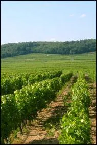 Quel vin rouge rput est produit dans l'ouest de la Touraine ?