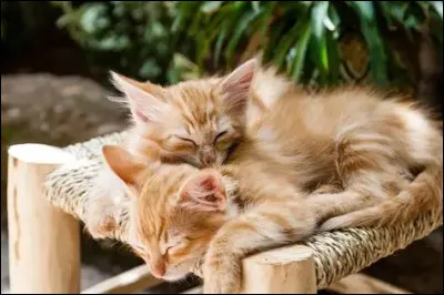 Pour commencer, combien y a-t-il de races ?