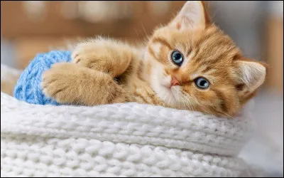 Quel est le nom du chat domestique ?