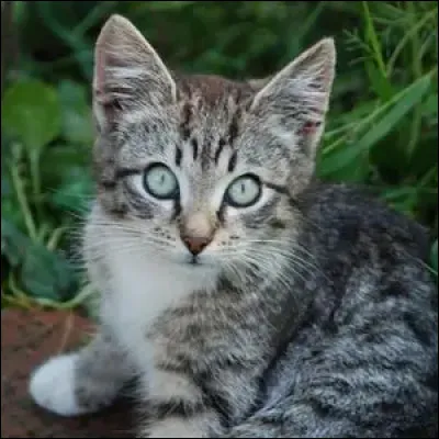 &Agrave; partir de quel &acirc;ge ~ une chatte ~ peut-elle se reproduire ?