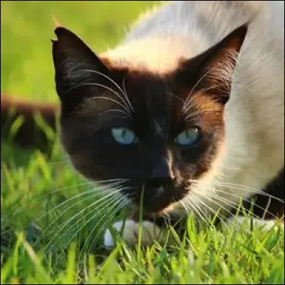 Quel est le poids (&agrave; peu pr&egrave;s) d'un chaton &agrave; la naissance ?