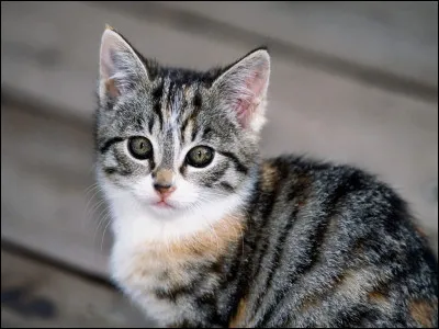 Quelle est la nourriture qu'il aime ?