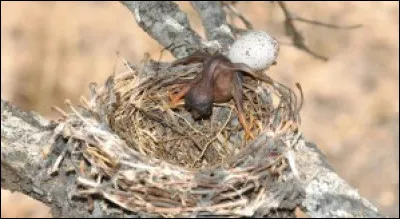 Couver un �uf de ... : prendre soin de quelqu'un qui causera du tort !