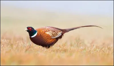 Quel est le nom de cet animal ?