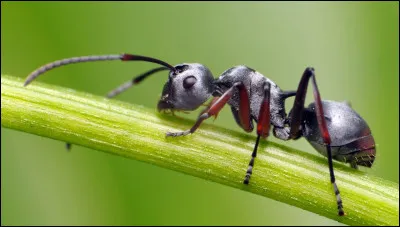 De quel insecte s'agit-il ?