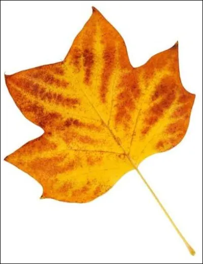 De quel objet s'agit-il ?