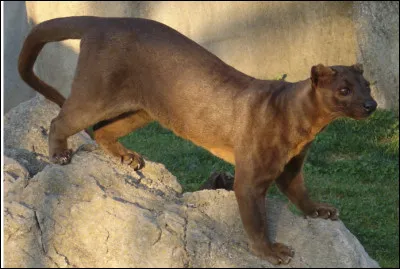 Quel est le nom de ce gros mammif&egrave;re carnivore end&eacute;mique de Madagascar, unique esp&egrave;ce de son genre ?