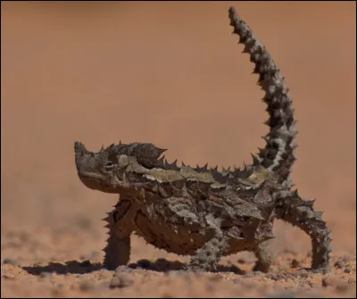 Quel est le nom de ce reptile saurien des d&eacute;serts australiens, h&eacute;riss&eacute; d'&eacute;pines &eacute;cailleuses, unique esp&egrave;ce en son genre ?