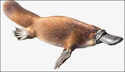 Quel est le nom de cet animal semi-aquatique, unique ordre des mammif&egrave;res qui pond des oeufs ?