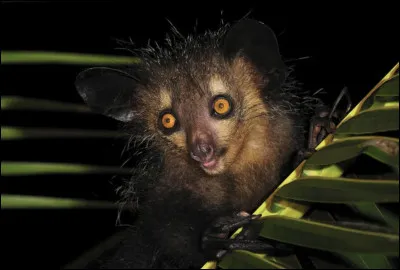 Quel est le nom de ce primate nocturne unique en son genre, end&eacute;mique de Madagascar ?