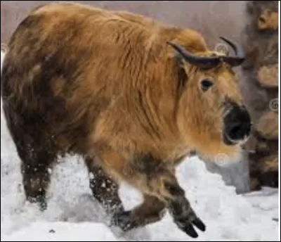 Quel est le nom de cet animal, un bovid&eacute; caprin de l'Himalaya, unique en son genre ?