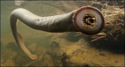 Quel est le nom de ce vert&eacute;br&eacute; aquatique unique en son genre, sans nageoire ni m&acirc;choire mais avec une bouche ventouse aux dents ac&eacute;r&eacute;es qui lui permet de sucer le sang des poissons ?