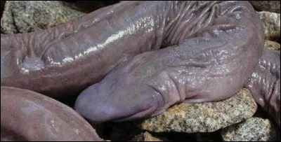 Quel est le nom de cet animal aquatique unique en son genre, un amphibien qui ressemble &agrave; un serpent ?