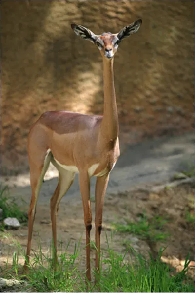 Quel est le nom de cette antilope, une esp&egrave;ce unique en son genre avec un cou de giraffid&eacute; ?