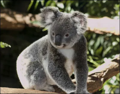 Quel est le nom de ce marsupial arboricole herbivore qui forme une seule et unique esp&egrave;ce ?