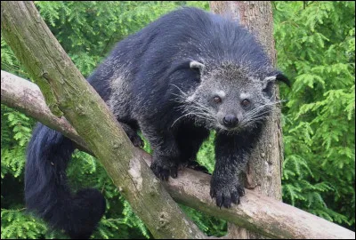 Quel est le nom de ce mammif&egrave;re carnivore d'Asie, esp&egrave;ce unique en son genre ?