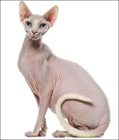 Quel est le nom de cette race de chat unique, caract&eacute;ris&eacute;e par la quasi-absence de fourrure ?