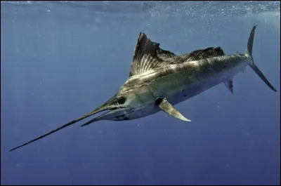 Quel est le nom de ce c&eacute;tac&eacute; unique en son genre dont une canine forme une corne de d&eacute;fense de 3 m environ ?